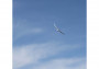 E-flite Night Radian 2.0m BNF Podstawowy